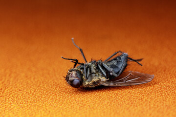 Dead fly on textured orange color background.