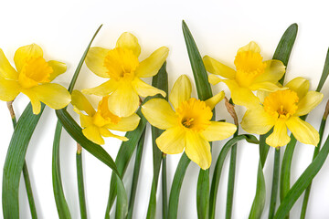 Beautiful yellow daffodils or narcissus isolated on white background. Blooming spring flowers, Easter bells. Spring greeting card, invitation card for holiday, birthday, mother's day