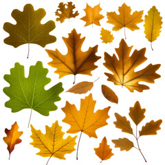 Autumn leaves isolated on transparent background