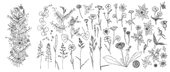 Flowers and leaves set. Wildflowers pattern. Bunch of flowers. Hand drawn vector illustration