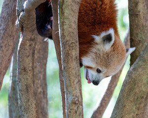Red Panda in a tree