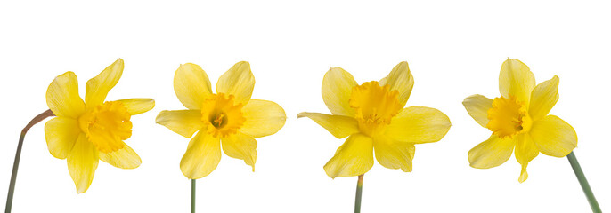 Set, collection of single yellow flowers Daffodils isolated on white, transparent background, PNG....
