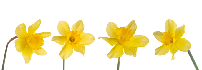 Set, collection of single yellow flowers Daffodils isolated on white, transparent background, PNG. Spring season bloom of Jonquil, Easter bells, blossom of  narcissus