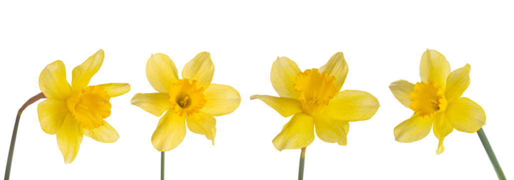 Set, collection of single yellow flowers Daffodils isolated on white, transparent background, PNG. Spring season bloom of Jonquil, Easter bells, blossom of  narcissus