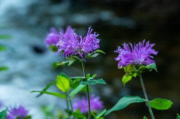 Bergamot Blossoms in Rocky Mountain National Park