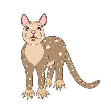 Tiger quoll animal. Cartoon colored vector. Clipart