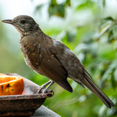 The cocoa thrush (Turdus fumigatus) is a resident breeding thrush in South America