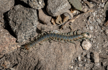Centipede Crawls Across Rocky Trail In Yosemite