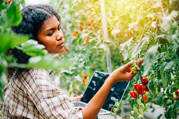 In a modern tomato greenhouse a woman farmer checks organic veggies' quality notes on laptop. Her...