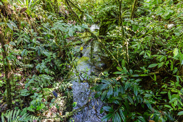 Fototapeta premium Waterfalls in Chachagua Rainforest Costa Rica