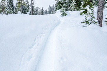 Snow trail in park at winter day in Vancouver, Canada, North America. Day time on January 2023.