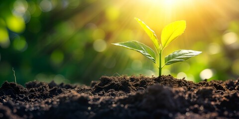 Green seedling growing from seed in the morning light, agriculture concept