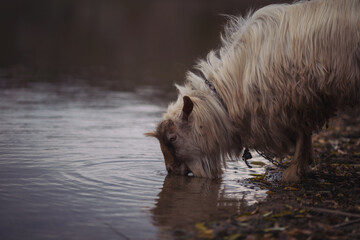 goat drinking water in the stream. spend time along the shoreline of the River. Domestic white goat drinks water from a small lake.