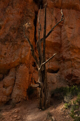 Drying Tree Still Stands At The Base Of Orange Hoodoo