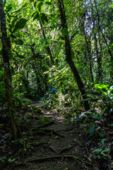 Fototapeta na wymiar Chachagua Rainforest Costa Rica