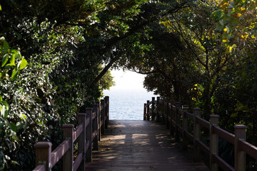 boardwalk to the sea in the park