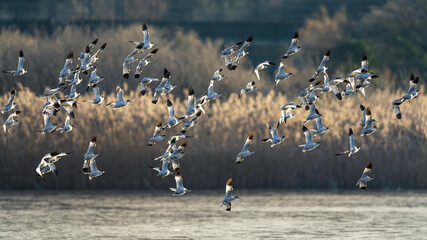 Pied Avocet, Recurvirostra avosetta, birds in flight over winter marshes at sunrise - obrazy, fototapety, plakaty
