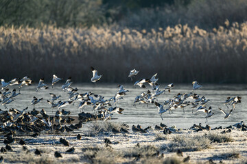 Pied Avocet, Recurvirostra avosetta, birds in flight over winter marshes at sunrise