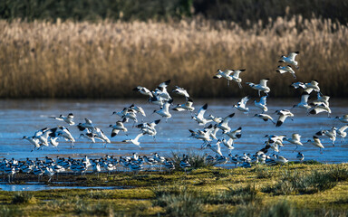 Pied Avocet, Recurvirostra avosetta, birds in flight over winter marshes at sunrise