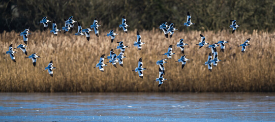 Pied Avocet, Recurvirostra avosetta, birds in flight over winter marshes at sunrise