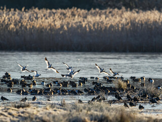 Pied Avocet, Recurvirostra avosetta, birds in flight over winter marshes at sunrise