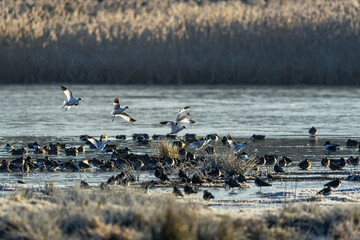 Pied Avocet, Recurvirostra avosetta, birds in flight over winter marshes at sunrise