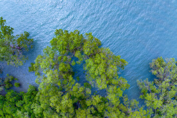 Fototapeta na wymiar Top view mangrove forest trees with beautiful sea surface and small waves,Ecosystem and healthy environment concept and nature background.