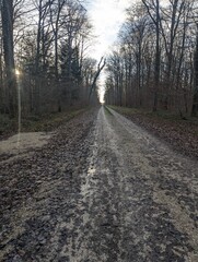 Obraz premium road in the woods