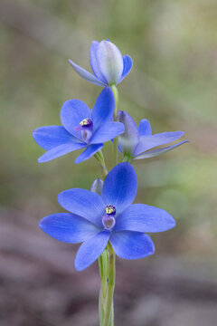 Close-up of Blue Lady Orchid (Thelymitra crinita) - Leeuwin-Naturaliste National Park, Western Australia