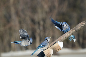 Blue Jays on freezing cold winter day flying and fluttering around a tee branch and small box feeder