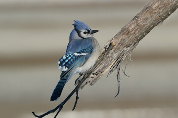 Blue Jays on freezing cold winter day flying and fluttering around a tee branch and small box feeder