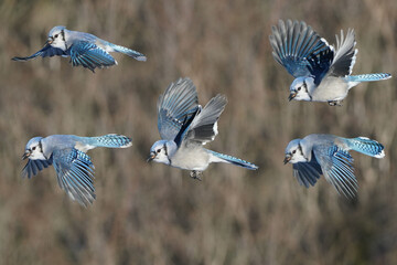 Blue Jays on freezing cold winter day flying and fluttering around a tee branch and small box feeder