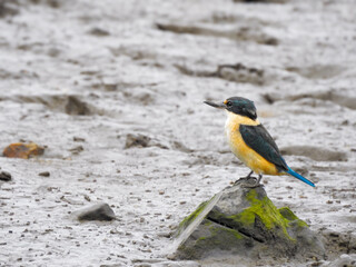 Sacred Kingfisher Perched on Rock in Mud Flat