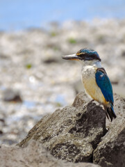 Kotare or Sacred Kingfisher Perched on Rock