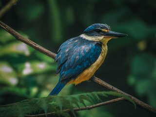 Kotare or Sacred Kingfisher in New Zealand Forest