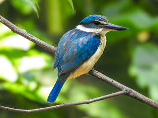 Kotare or Sacred Kingfisher Perched in Tree