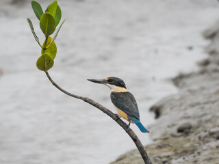 Sacred Kingfisher Perched on Mangrove