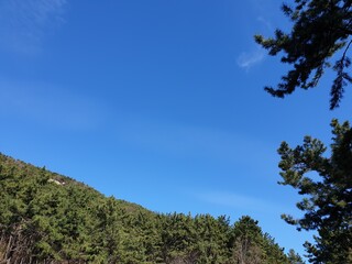 tree, sky, nature, landscape, blue