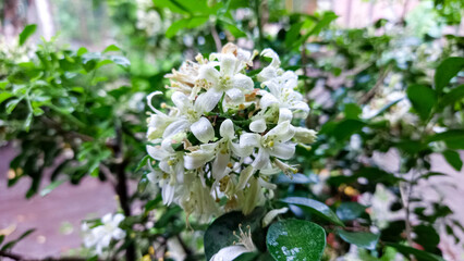 Jessamine orange, white jasmine flowers. White flowers of Murraya paniculata blooming in garden...