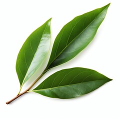 indonesian bay leaf, isolated on transparent background cutout