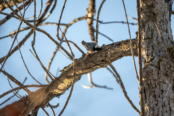 White-Breasted Nuthatch Bird in Tree in Midwest Winter