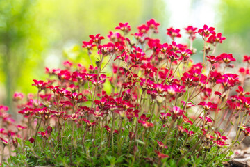  saxifraga bush on a stone.Ground cover spring flowers. red saxifraga flowers in the spring garden.Low growing ground cover flower.Small red flowers for rock gardens 