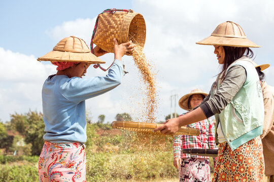 Asian women working in a wheat field, Myanmar