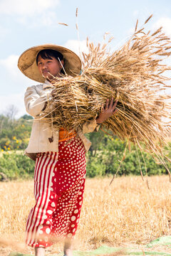 Woman carrying wheat during harvest time, Myanmar