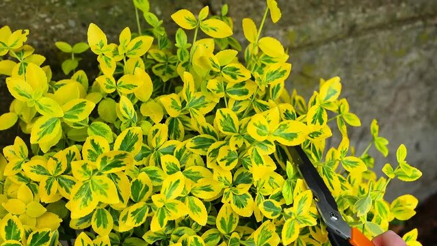 Euonymus Fortune Topiary haircuts . euonymus variegata with yellow variegated foliage.Euonymus pruning. Hands trim euonymus branches with garden shears. 4k footage