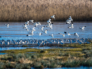 Pied Avocet, Recurvirostra avosetta, birds in flight over winter marshes at sunrise