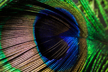 Obraz premium peacock feather