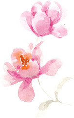 Fototapeta na wymiar Pink Magnolia Hand Painted Watercolor Flower