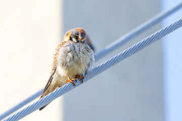A beautiful American kestrel (Falco sparverius) perched on a metal cable in Sarasota County, Florida