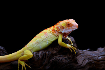 Albino iguana in black background